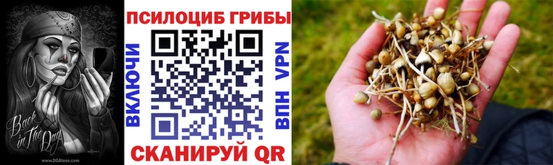 закладка  Орёл  Псилоцибиновые грибы Psilocybe 